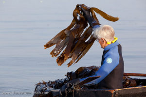 Larch the Seaweed Man harvesting seaweed
